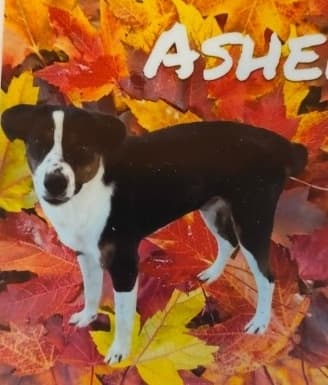 Asher