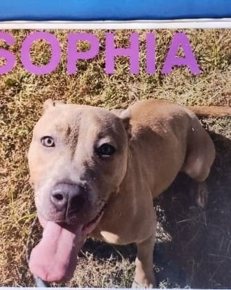 Sophia