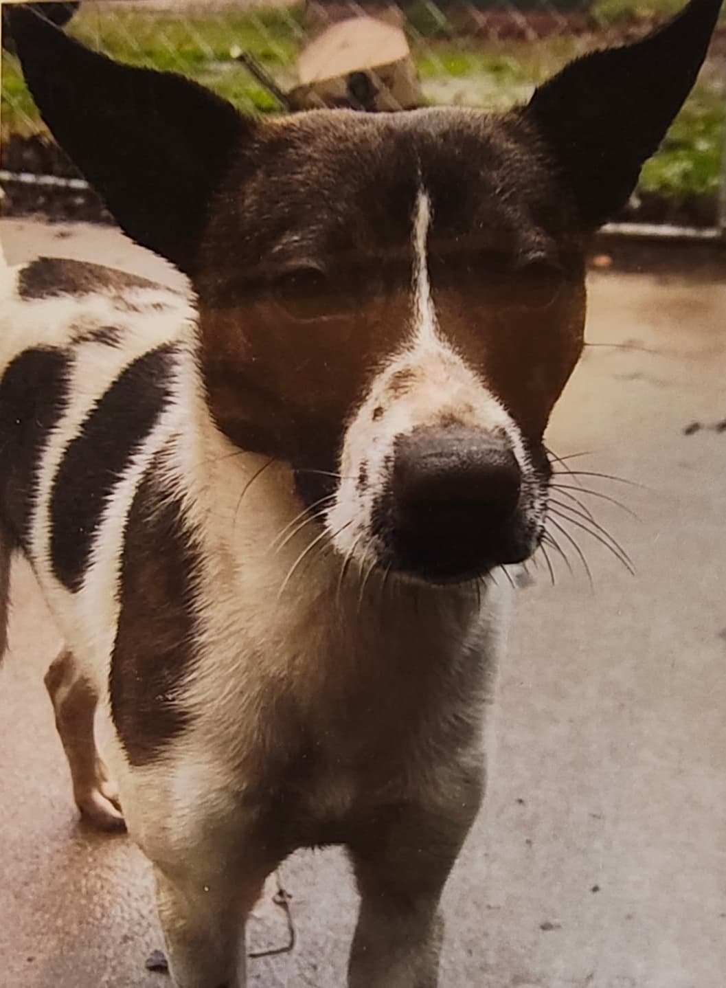 Wally